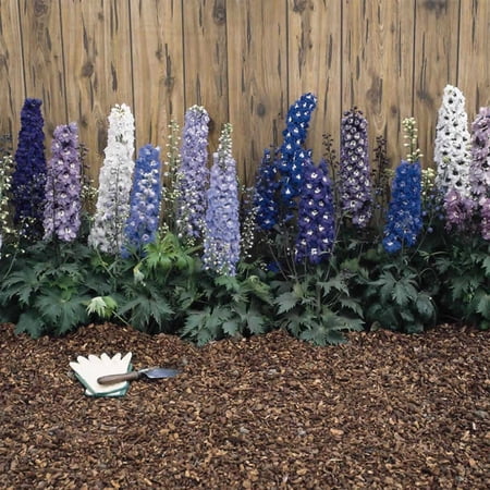 Magic Fountains Delphinium Mix ~50 Seeds – Delphinium elatum – Compact 24–36" Perennial – 2nd-Year Blooms – Non-GMO Flower Seeds for Cut Gardens