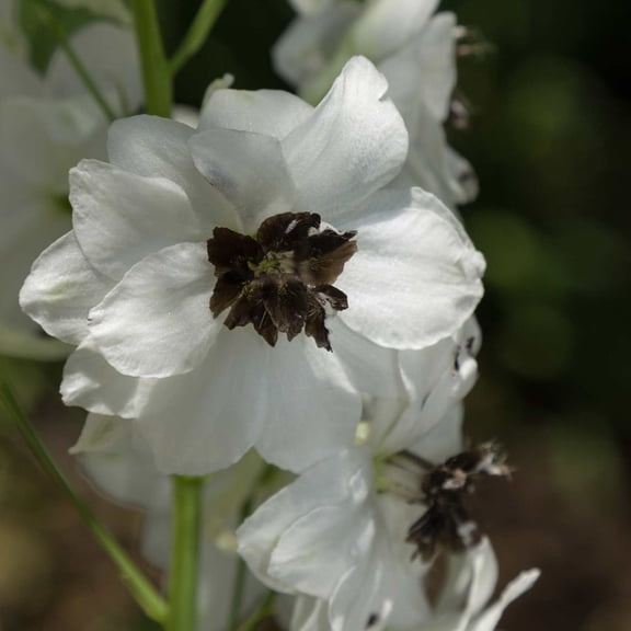 Magic Fountains Delphinium White w/White Bee ~50 Seeds – Delphinium elatum – Compact 24–36" Perennial – 2nd-Year Blooms – Non-GMO Flower Seeds for Cut Gardens