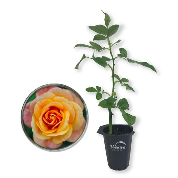 Magic Lantern Rose Bush - Live Starter Plant in a 2 Inch Growers Pot - Beautifully Fragrant Grandiflora Rose - A Versatile Beauty with a Rich Fragrance