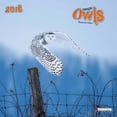 thumbnail image 1 of Magic Owls Wall Calendar, 2018 Birds by Image Connection, 1 of 2