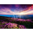 thumbnail image 1 of Magic Pink Rhododendron Flowers under the Dark Blue Sky Majestic Carpathian, Ukraine, Europe Beau, Botanical Scenic Unframed Photographic Print Wall Art by Leonid Tit Sold by ArtCom, 1 of 4