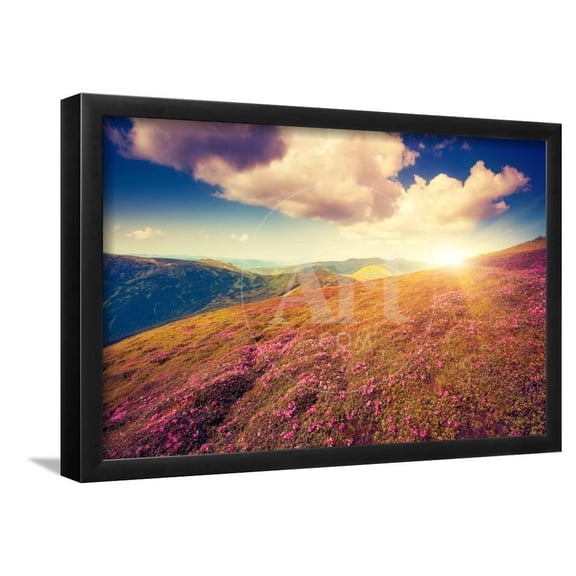Magic Pink Rhododendron Flowers Dramatic Scenery Carpathian, Ukraine, Europe Beauty World Retro, Framed Art Print Wall Art by Leonid Tit Sold by Art.Com