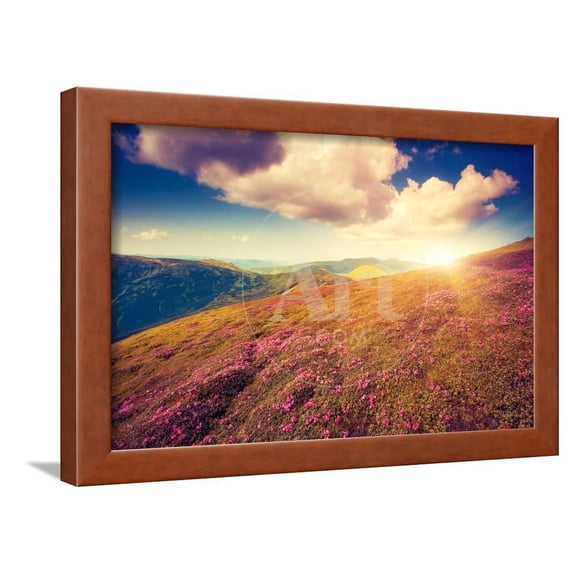 Magic Pink Rhododendron Flowers Dramatic Scenery Carpathian, Ukraine, Europe Beauty World Retro, Framed Art Print Wall Art by Leonid Tit Sold by Art.Com