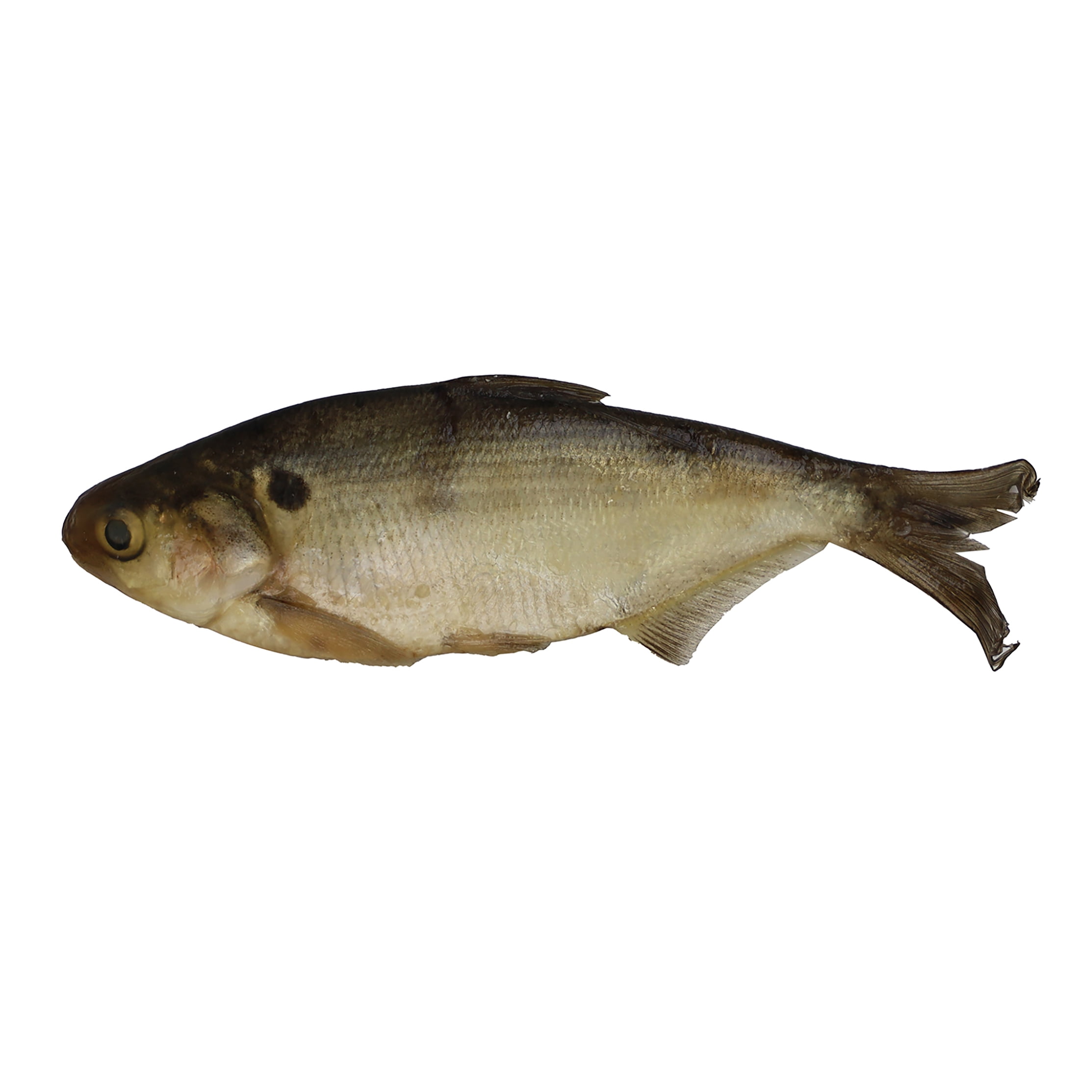 Magic Preserved Shad Bait 4 oz. – Natural Color