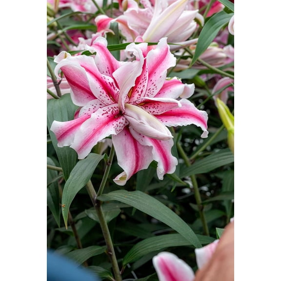 Magic Star Double Oriental Lily - 2 Bulbs 16/18 cm - Bi Colored