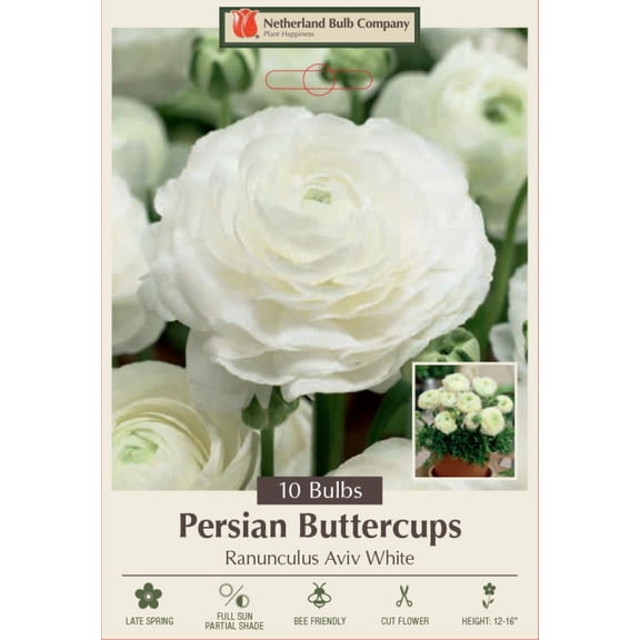 Magic White Persian Buttercup - Ranunculus - 10 Bulbs - 6/7 cm Bulbs