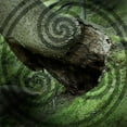 thumbnail image 1 of Magical Forest, 1 of 1