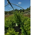 thumbnail image 1 of Magical® Moonlight Buttonbush, 1 of 1