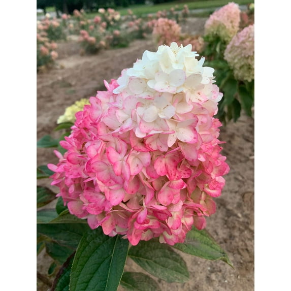 Magical� Ruby Snow Hydrangea