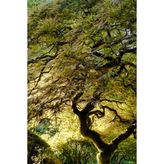 "Magical Tree" Painting Print on Canvas