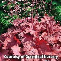 Magma Coral Bells - 1 Gallon Perennial