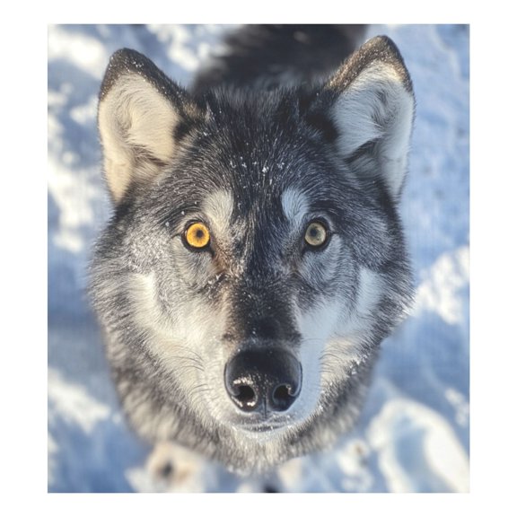 Magnetic Dishwasher Decal - 23x26 Inches  Single-Sided Print, Cuttable, for Dishwasher, Refrigerator, and Other Metal SurfacesA Gray Wolf