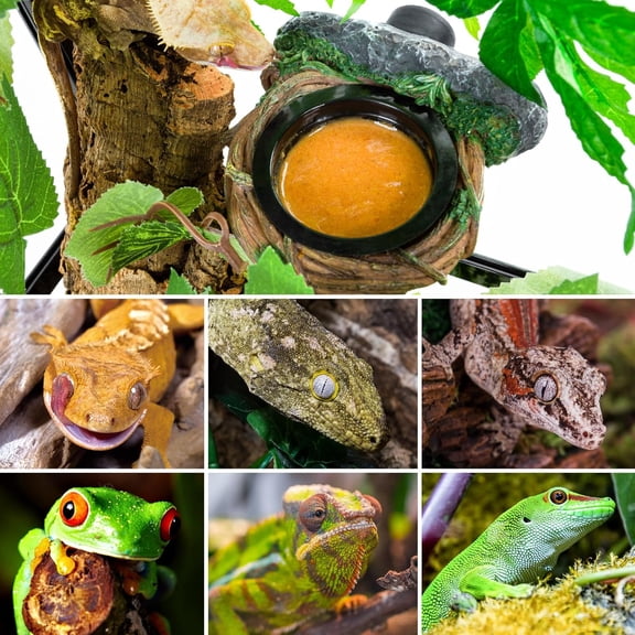 Magnetic Reptile Feeding Ledge, Gecko Feeder Ledge with Cups, Hollow Vine Food Dish, Reptile Water Bowl for Bearded Dragon Lizard Snake, Terrarium Tank Accessories