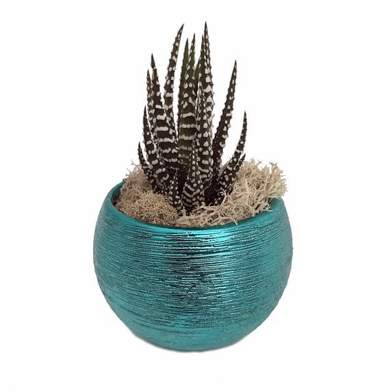 Magnetized Life Eclipse Planter with Live Plant - Turquoise-Live Trends