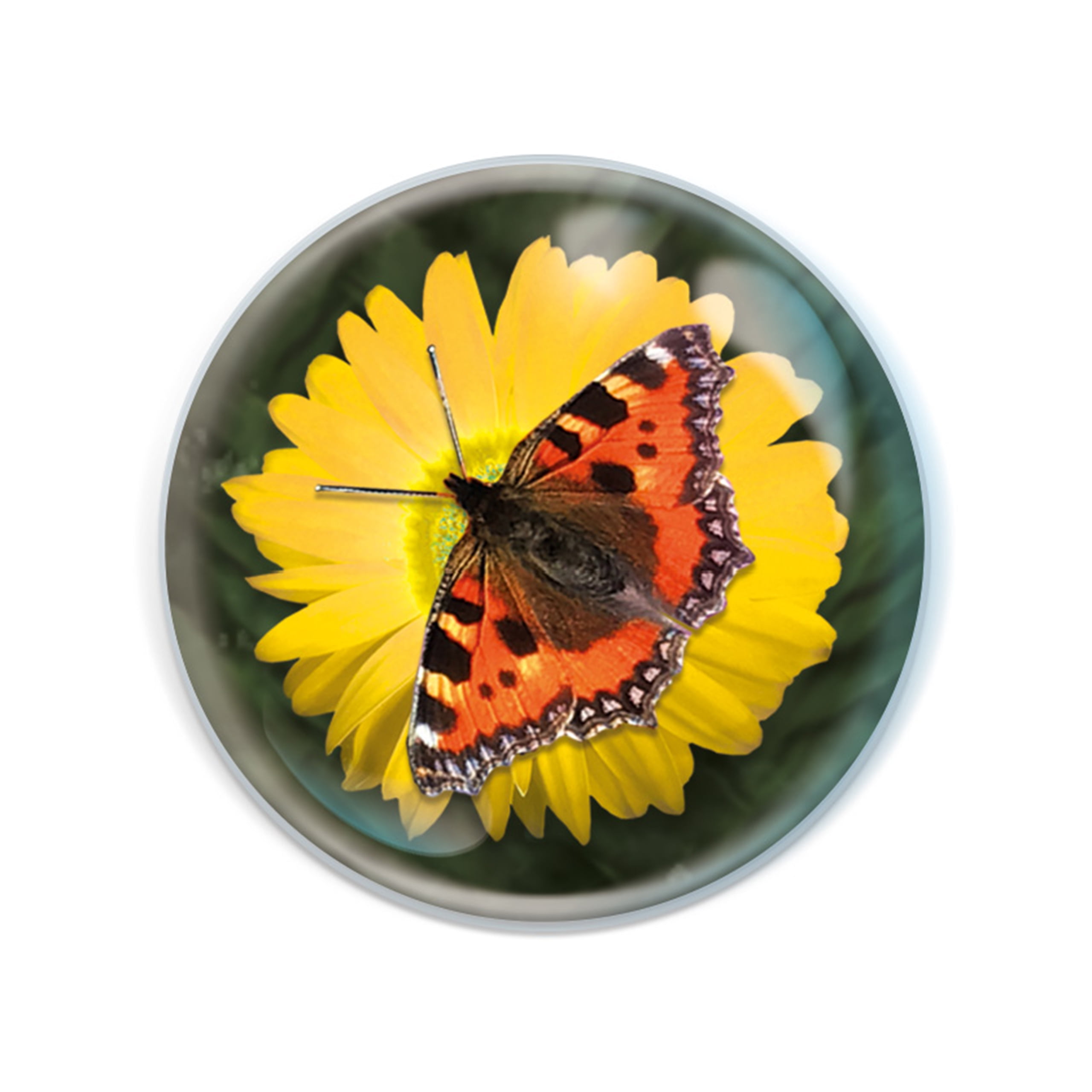 Magnidome Butterfly from Deluxbase. Crystal Glass Fridge