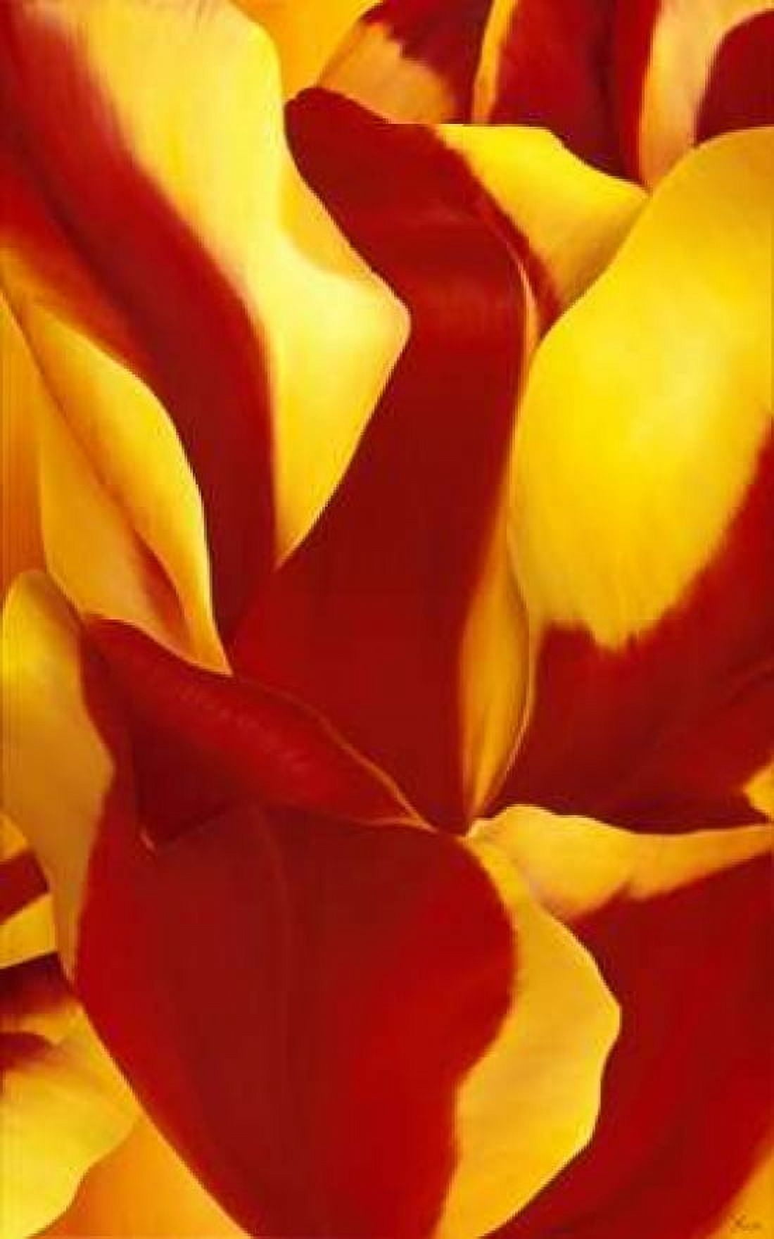 Magnificant Flower II Canvas Art - Yvonne Poelstra-Holzhaus (12 x 18)