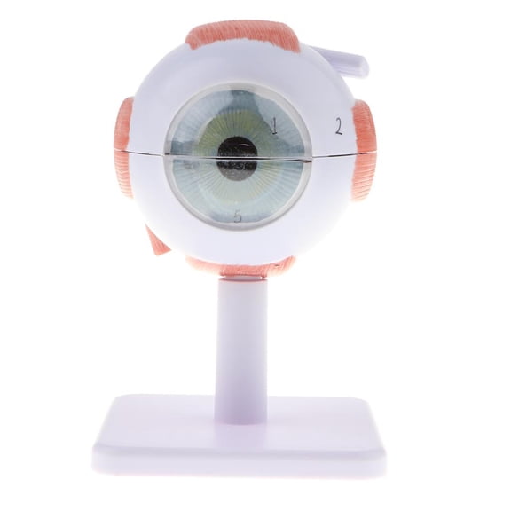 Magnification 3X Human Eye Model | 6 Parts | With Base | For Biology Learning, School Lab Supplies Display, Model