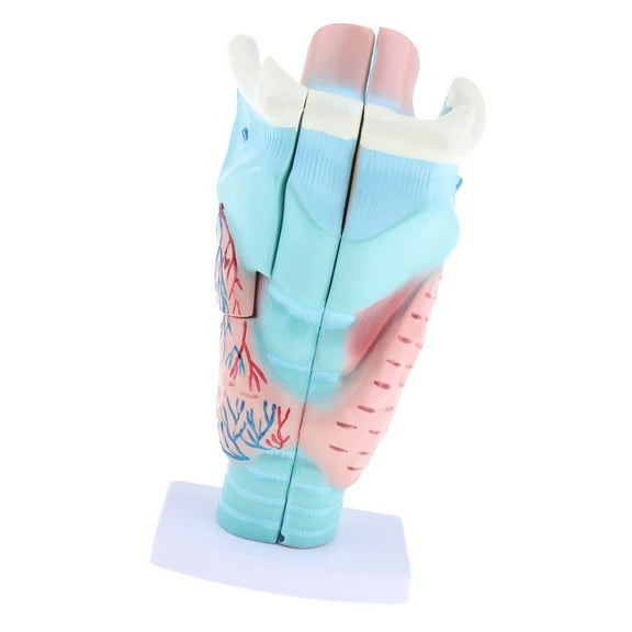 Magnification 3x Human Larynx Model Study Display Models