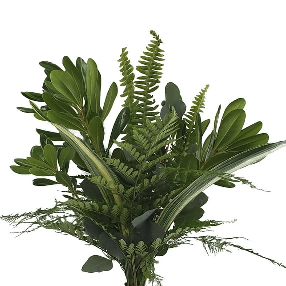 Magnificent Mixed Greens Bouquet 5 Pack of Farm Direct Fresh Cut Flower Bouquets of Mixed Greenery by Bloomingmore