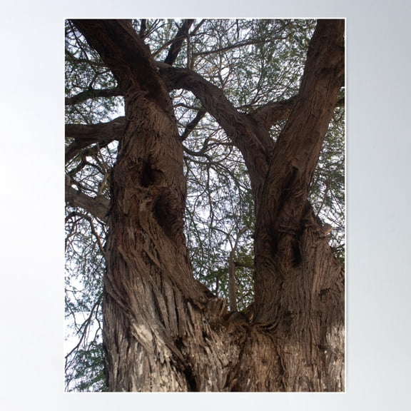 Magnificent Tree 3 Poster Wall Art, Modern Wall Decor For Living Room Bedroom, 16x24 UNFRAMED