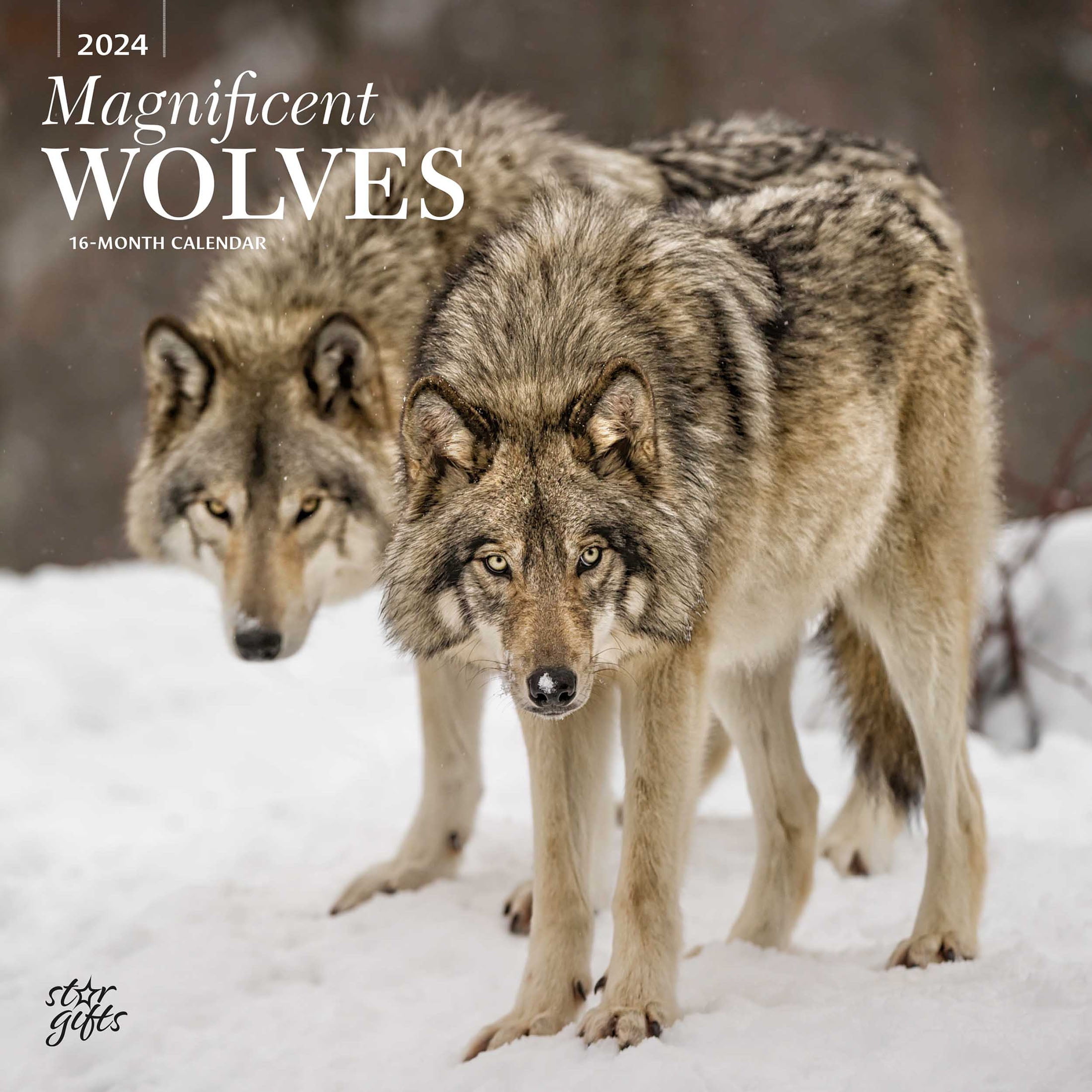 Magnificent Wolves 2024 12x24" (Hanging) Wall Calendar StarGifts