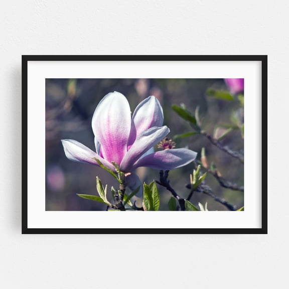 Magnificent magnolia blossom in the botanical garden - Bezirk Pankow Berlin Germany Photography Floral Flowers Nature Botanical Garden Scenic Black Framed Wall Art Print 5 x 7 inches