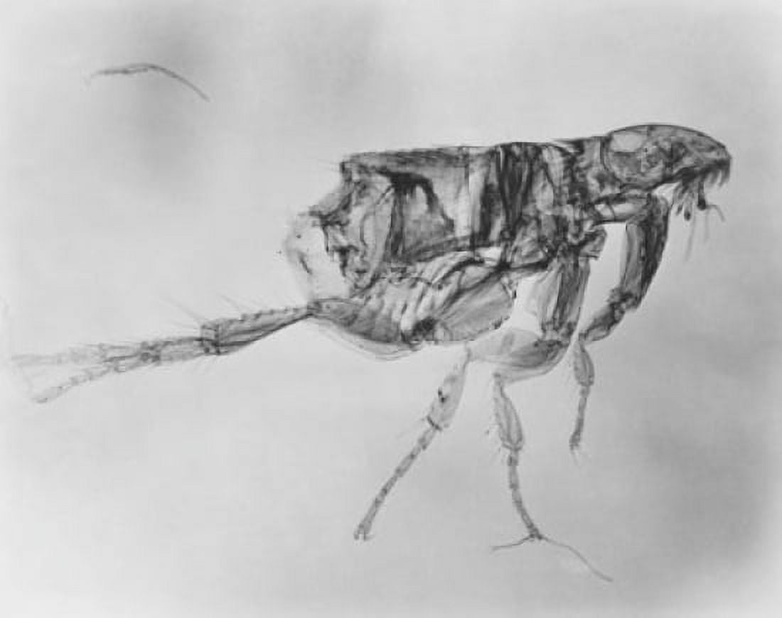 Magnified Flea Canvas Art - (24 x 36)