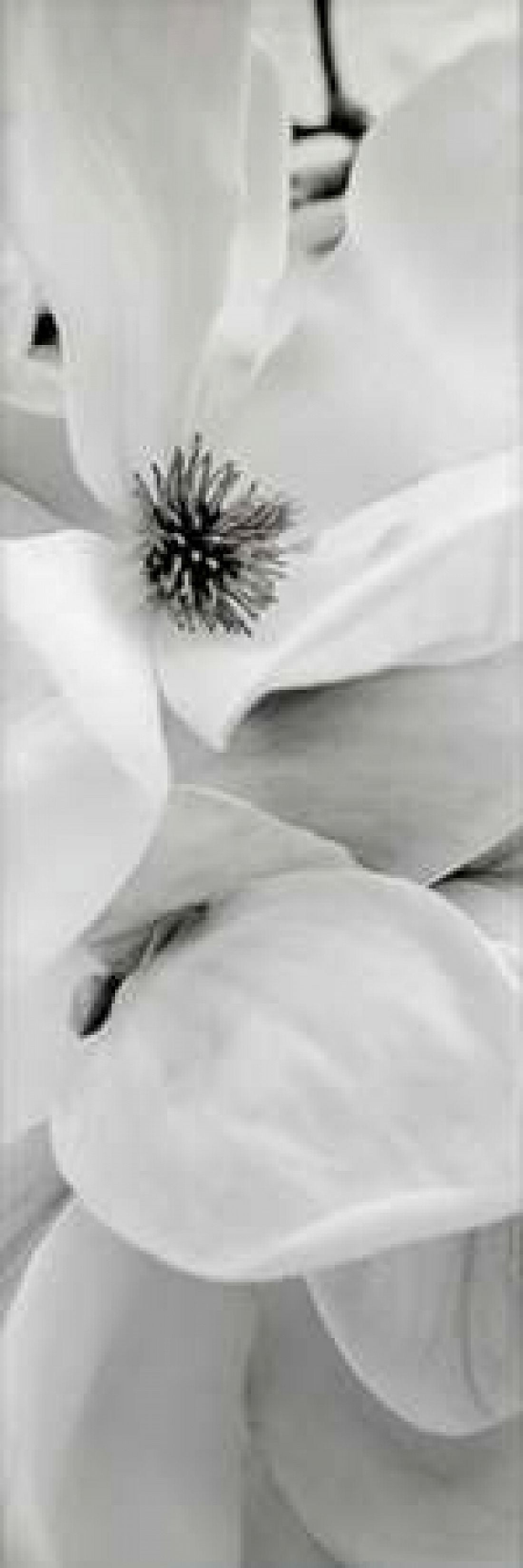 Magnolia - 1 Canvas Art - Alan Blaustein (12 x 36)