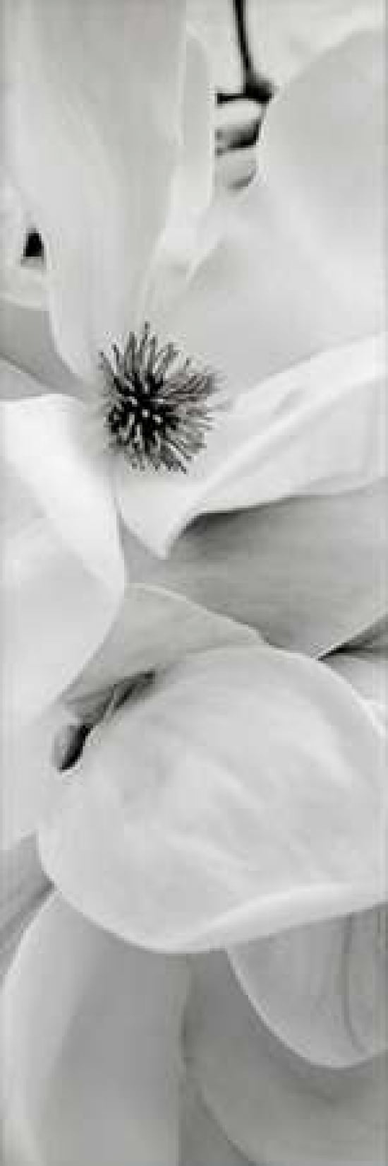 Magnolia - 1 Canvas Art - Alan Blaustein (8 x 24)