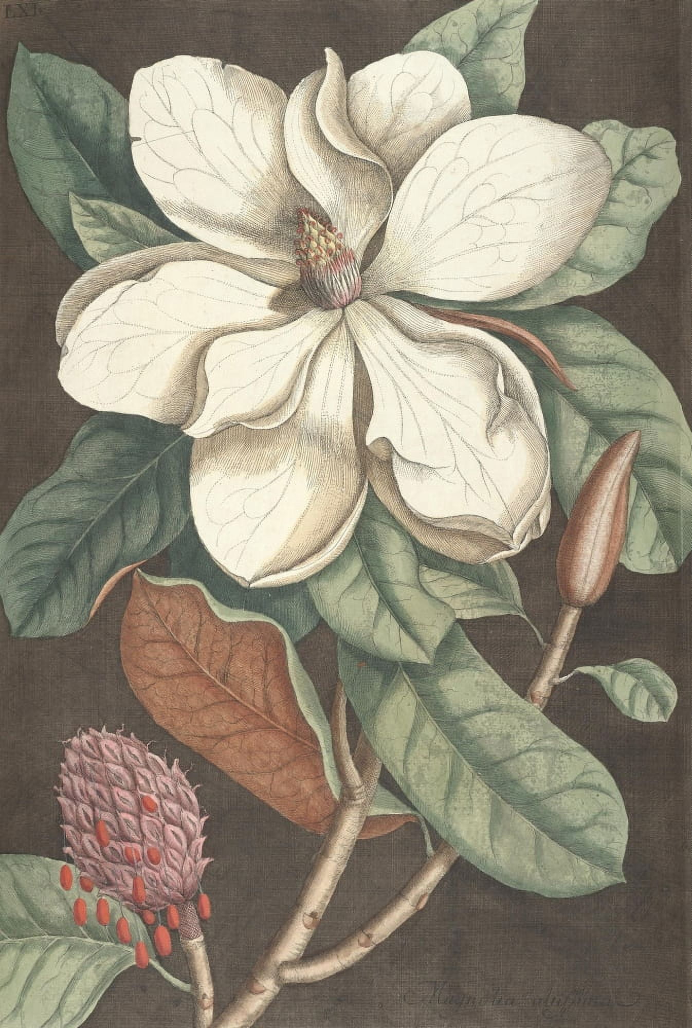 Magnolia 1 Canvas Art - Mark Catesby (24 x 36)