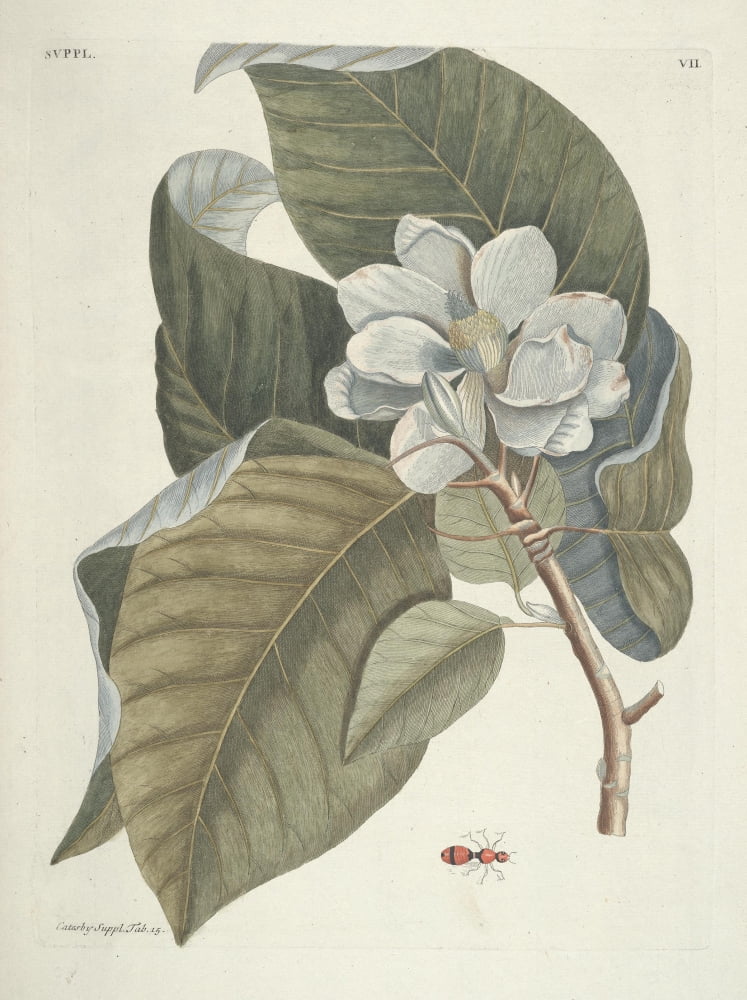 Magnolia 2 Canvas Art - Mark Catesby (18 x 24)