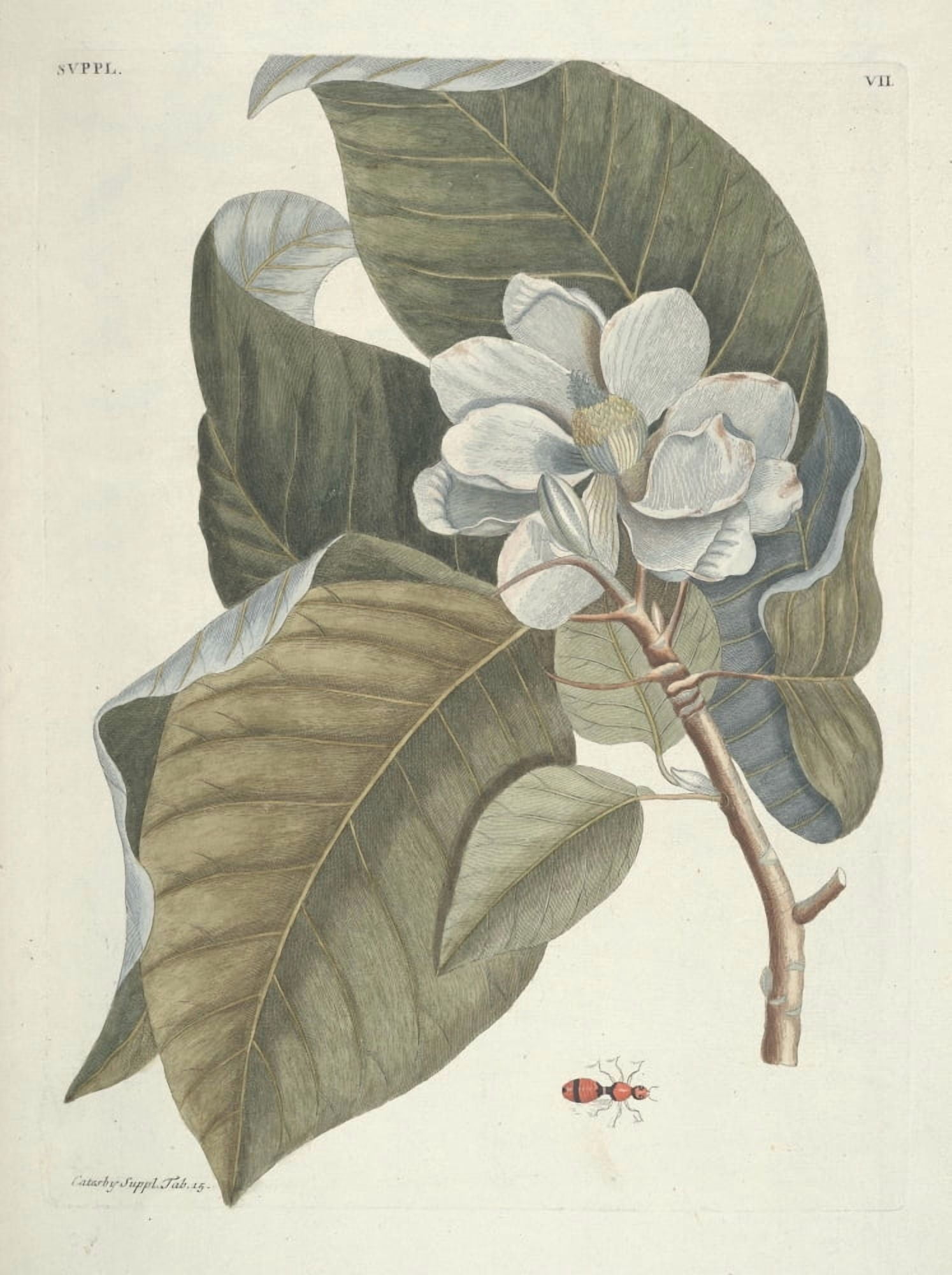 Magnolia 2 Canvas Art - Mark Catesby (24 x 36)