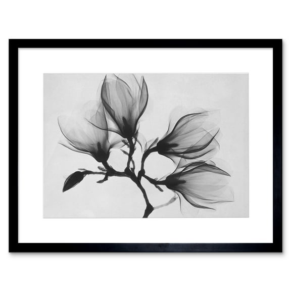 Magnolia Branch Xray Photo Art Print Black Framed Poster Wall Decor 9x7 inch