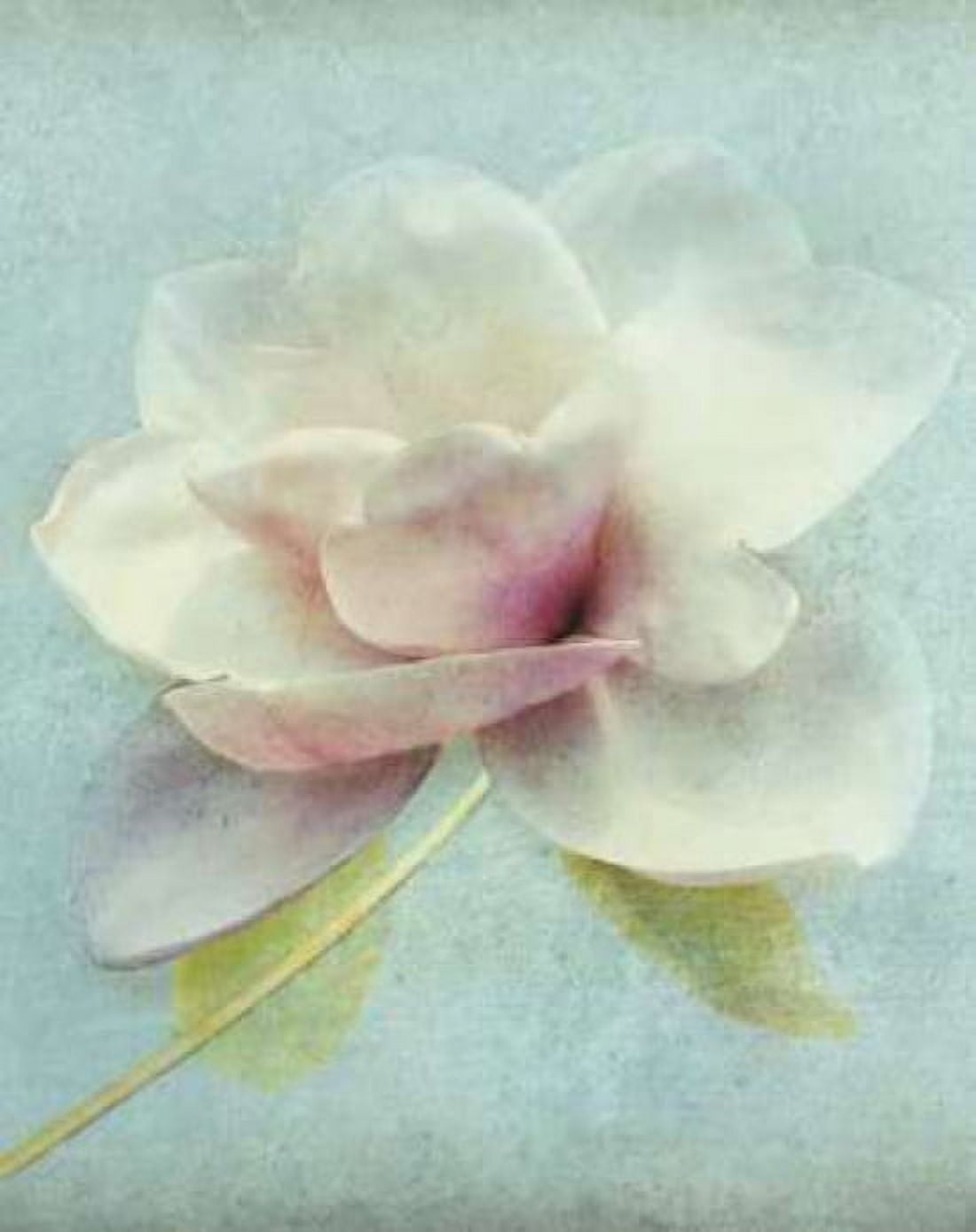 Magnolia Canvas Art - Amy Melious (22 x 28)