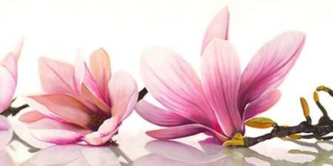 Magnolia Canvas Art - Cynthia Ann (10 x 20)