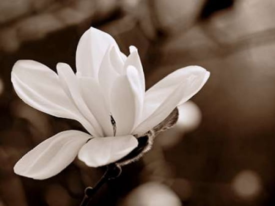 Magnolia Canvas Art - John Hartl (18 x 24)