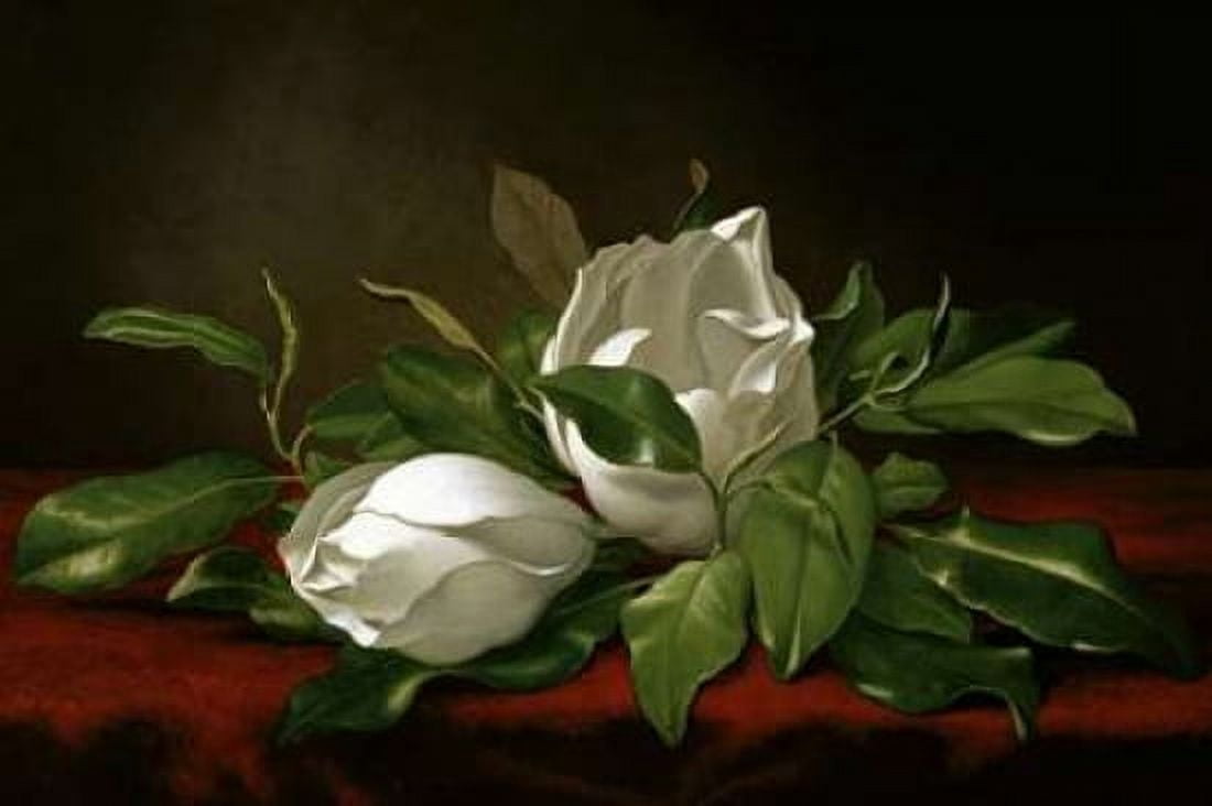 Magnolia Canvas Art - Martin Johnson Heade (24 x 36)