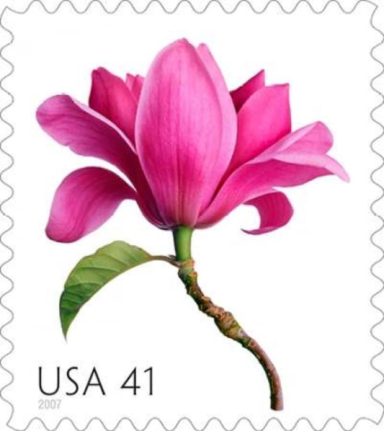 Magnolia Canvas Art - US POSTAL SERVICE (24 x 24)