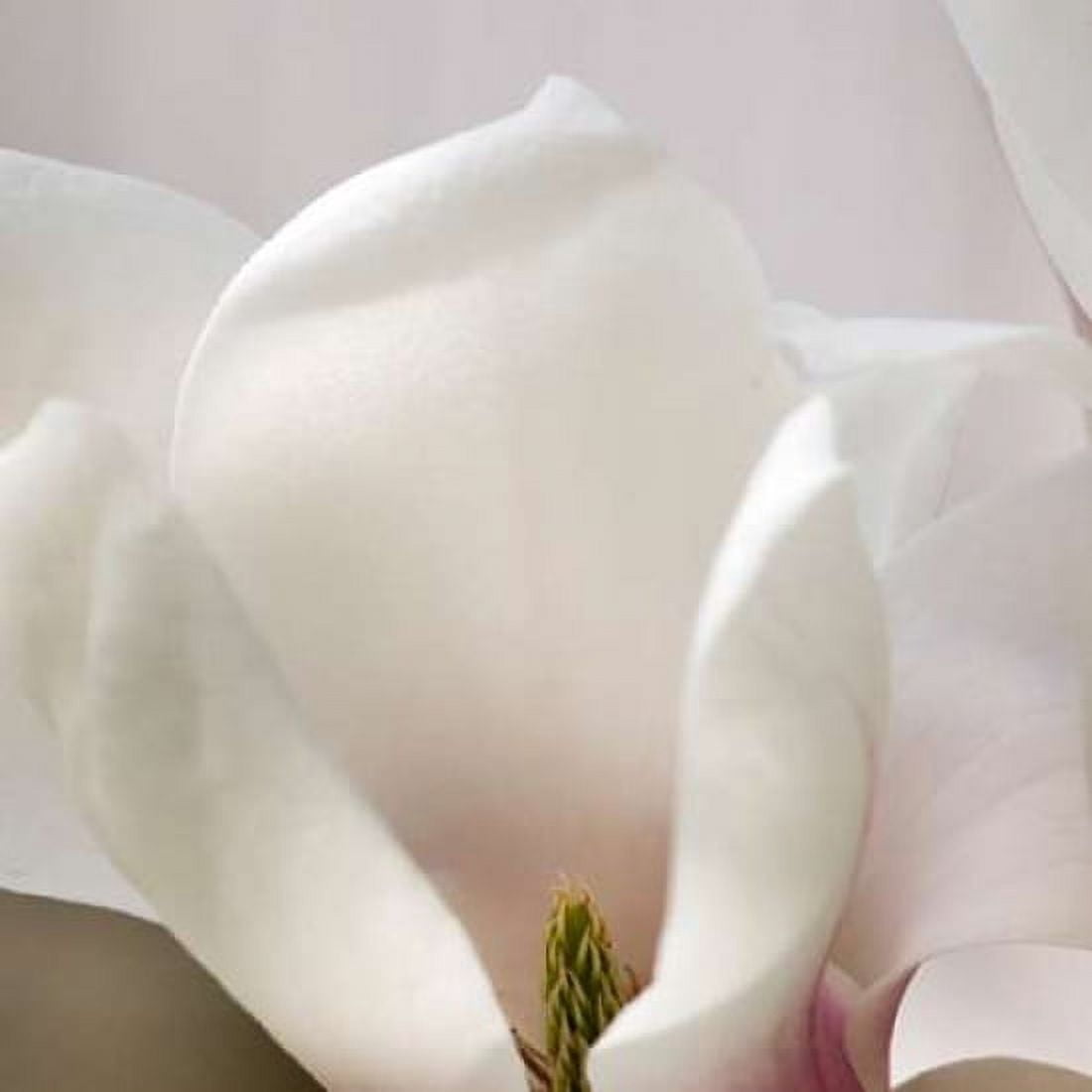 Magnolia Detail Canvas Art - Amber Light Gallery (24 x 24)