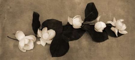 Magnolia Display Canvas Art - Heather Johnston (10 x 20)