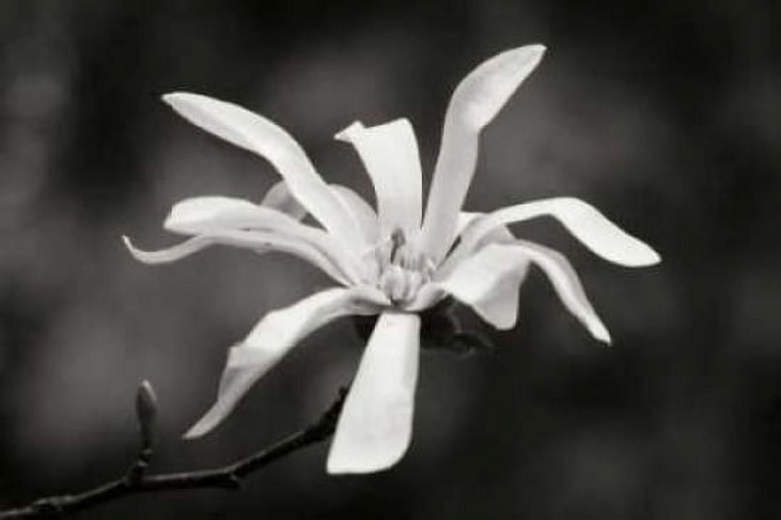 Magnolia Dreams I Canvas Art - Vitaly Geyman (12 x 18)