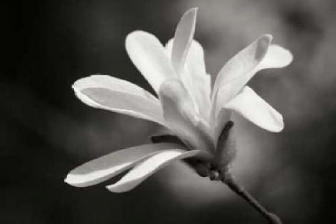 Magnolia Dreams II Canvas Art - Vitaly Geyman (24 x 36)