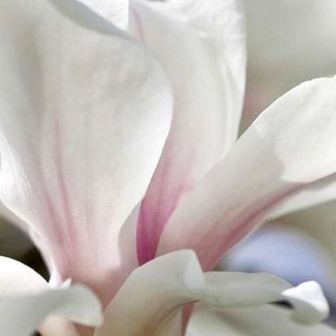 Magnolia Essence Canvas Art - Amber Light Gallery (24 x 24)