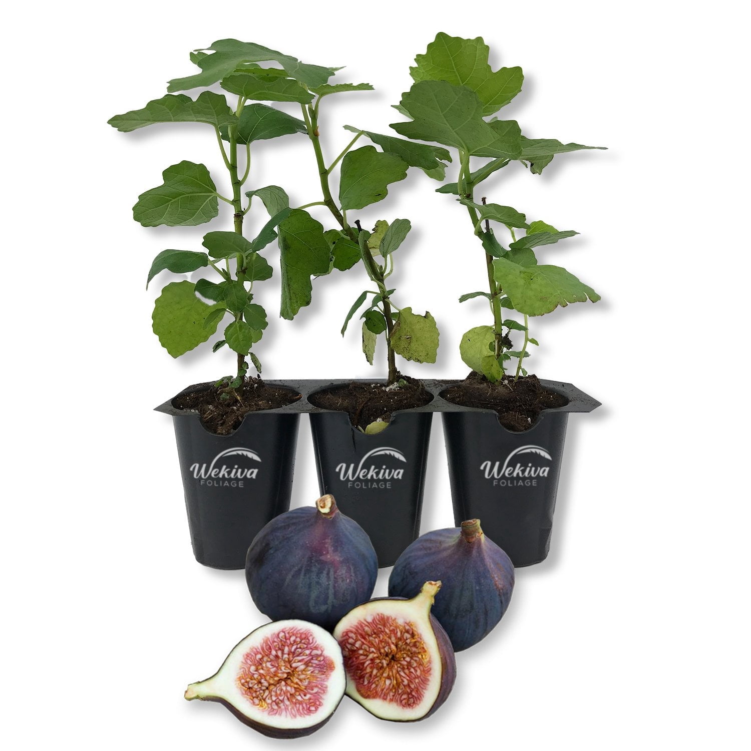 Ficus Magnolia Magnolia Fig Tree - 3 Live Tissue Culture Starter Plants - Ficus Carica ...