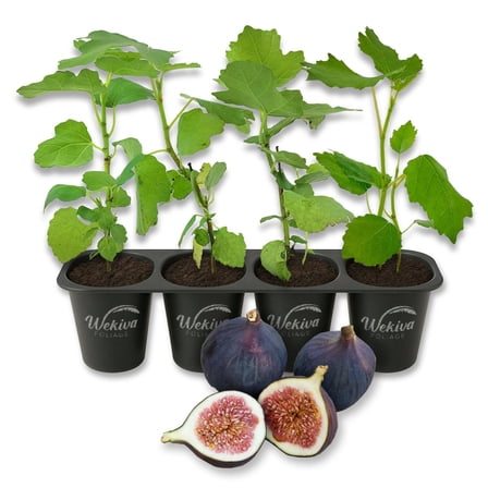 Magnolia Fig Tree - 4 Live Starter Plants - Ficus Carica - Edible Fruit Tree for The Patio and Garden