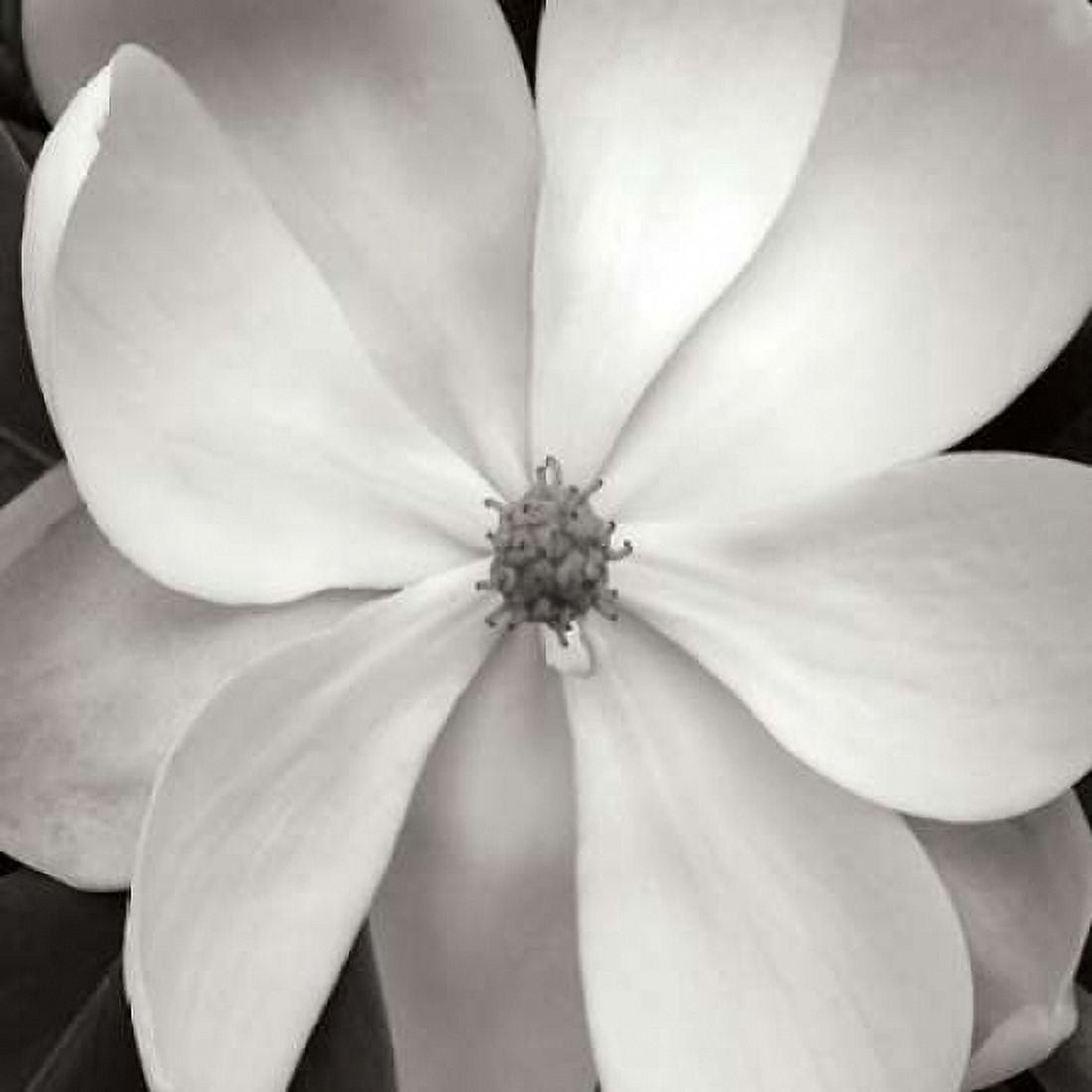 Magnolia III Canvas Art - Jim Christensen (24 x 24)