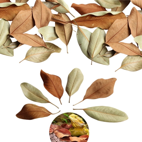 Magnolia Leaf Litter for Bioactive Vivariums,0.26LB Organic,Natural Terrarium Decor,Hand-Picked Leaves,Heat Treated for Reptiles,Amphibians,Isopods,Frogs
