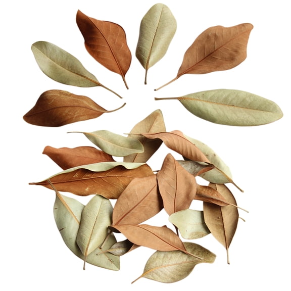 Magnolia Leaf Litter Dried Leaves Fall Leaves Decorations 0.26lb/120g Magnolia Leaves for Bioactive Enclosures Decorative Leaves for Photography Props, Topboutique