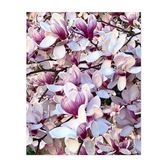 Magnolia Pareidolia - Kingston New York Photography Floral Flowers Botanical Nature Garden Pastel Scenic Unframed Wall Art Print 22 x 28 inches
