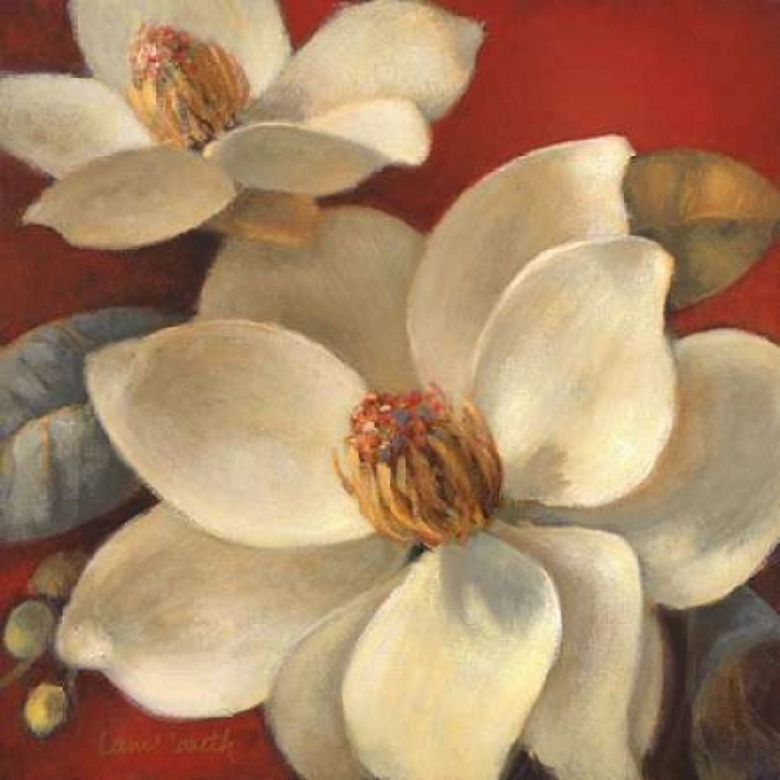 Magnolia Passion I Canvas Art - Lanie Loreth (24 x 24)